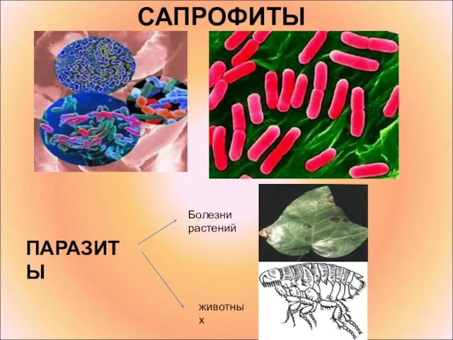 САПРОФИТЫ ПАРАЗИТЫ Болезни растений животных