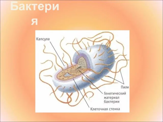 Бактерия