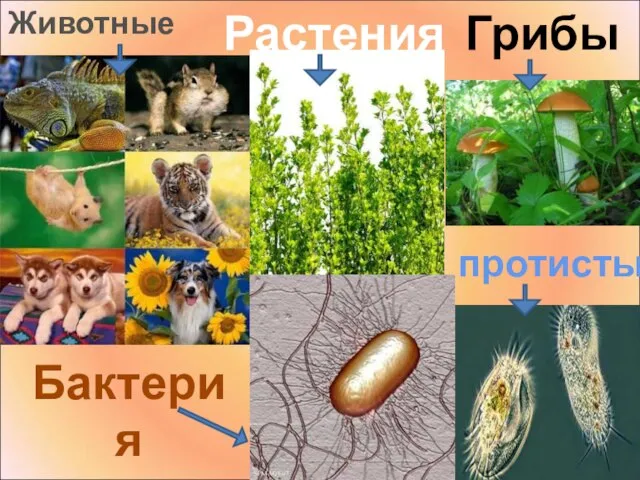 Грибы Растения протисты Животные Бактерия