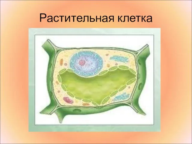 Растительная клетка