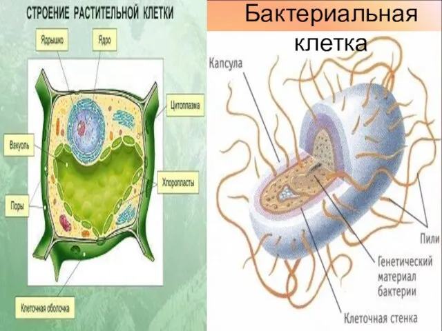 Бактериальная клетка