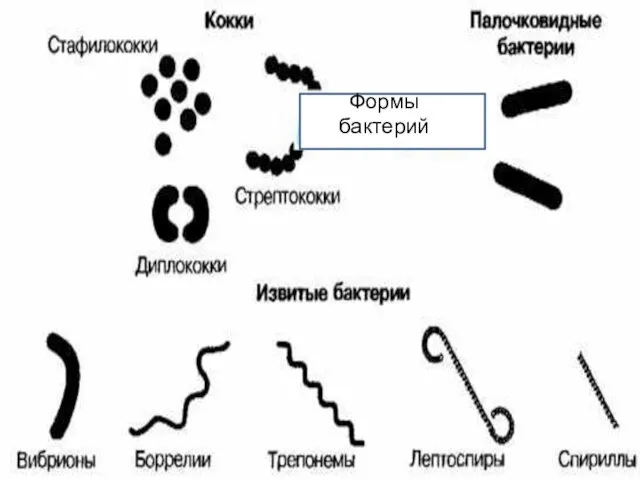 Формы бактерий