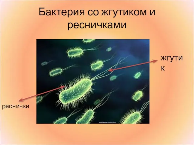 Бактерия со жгутиком и ресничками реснички жгутик