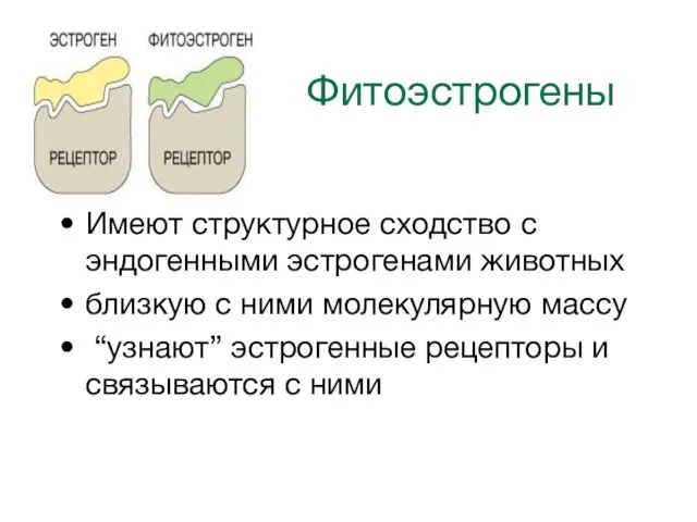 Фитоэстрогены Имеют структурное сходство с эндогенными эстрогенами животных близкую с ними молекулярную