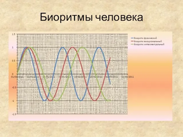 Биоритмы человека