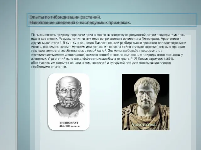 Опыты по гибридизации растений. Накопление сведений о наследуемых признаках. Попытки понять природу