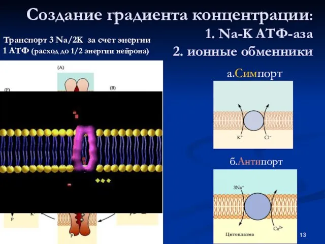 Создание градиента концентрации: 1. Na-K АТФ-аза 2. ионные обменники Транспорт 3 Na/2K