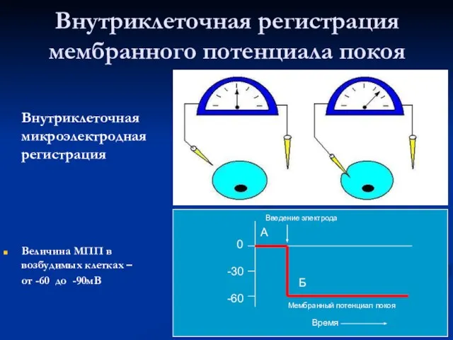 Внутриклеточная регистрация мембранного потенциала покоя Внутриклеточная микроэлектродная регистрация Величина МПП в возбудимых