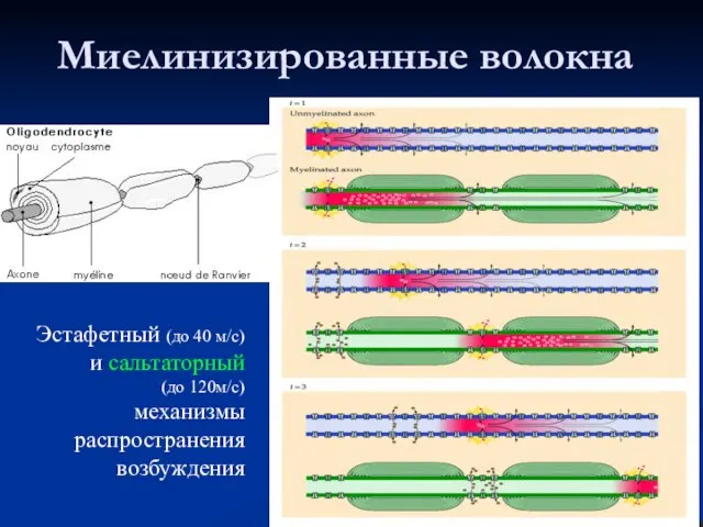 Миелинизированные волокна Эстафетный (до 40 м/с) и сальтаторный (до 120м/с) механизмы распространения возбуждения