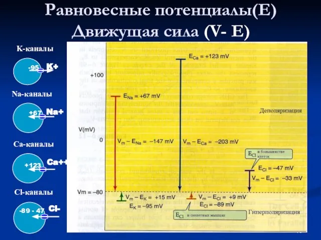 Равновесные потенциалы(Е) Движущая сила (V- Е) Cl- -89 - 47 Cl-каналы