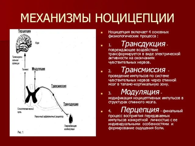 МЕХАНИЗМЫ НОЦИЦЕПЦИИ Ноцицепция включает 4 основных физиологических процесса : 1. Трансдукция -