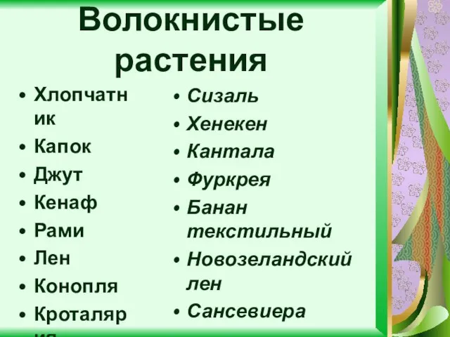 Волокнистые растения Хлопчатник Капок Джут Кенаф Рами Лен Конопля Кроталярия Сизаль Хенекен