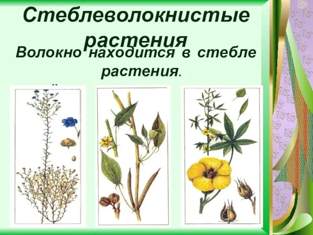 Стеблеволокнистые растения Волокно находится в стебле растения. ЛЁН ДЖУТ КЕНАФ