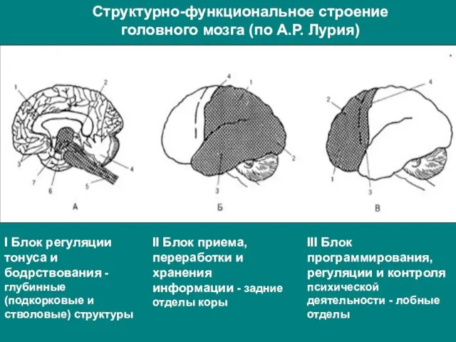 Структурно-функциональное строение головного мозга (по А.Р. Лурия)