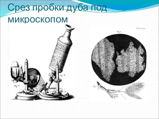 Срез пробки дуба под микроскопом