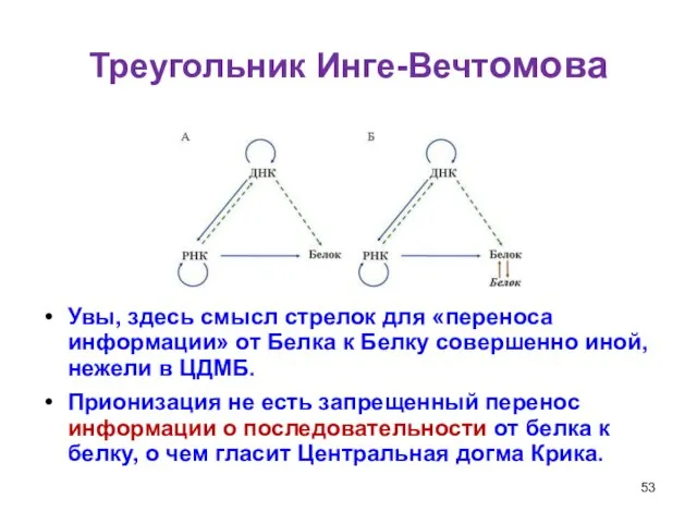 Треугольник Инге-Вечтомова Увы, здесь смысл стрелок для «переноса информации» от Белка к