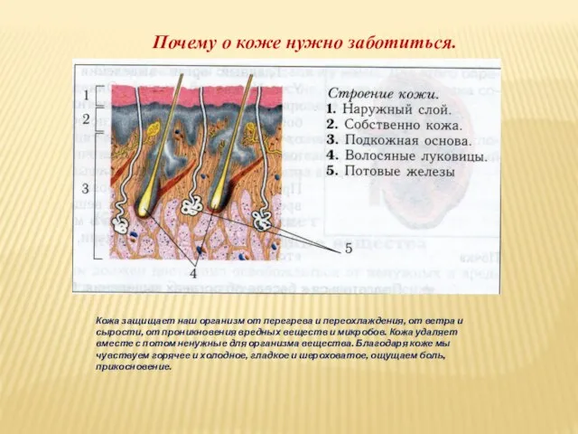 Почему о коже нужно заботиться. Кожа защищает наш организм от перегрева и