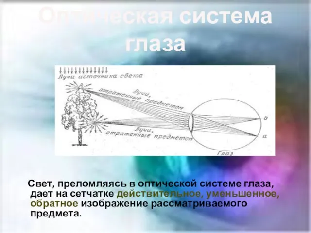 Оптическая система глаза Свет, преломляясь в оптической системе глаза, дает на сетчатке