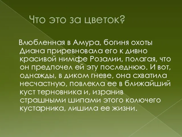 Что это за цветок? Влюбленная в Амура, богиня охоты Диана приревновала его