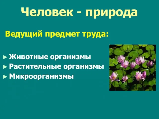 Человек - природа Ведущий предмет труда: Животные организмы Растительные организмы Микроорганизмы