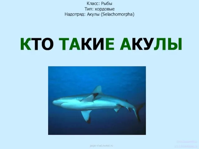 КТО ТАКИЕ АКУЛЫ Класс: Рыбы Тип: хордовые Надотряд: Акулы (Selachomorpha) www.barracuda.ru www.livingthings.ru