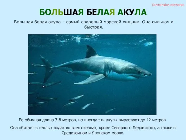 БОЛЬШАЯ БЕЛАЯ АКУЛА Большая белая акула – самый свирепый морской хищник. Она