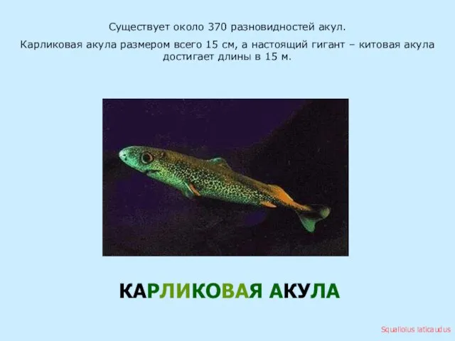 Существует около 370 разновидностей акул. Карликовая акула размером всего 15 см, а