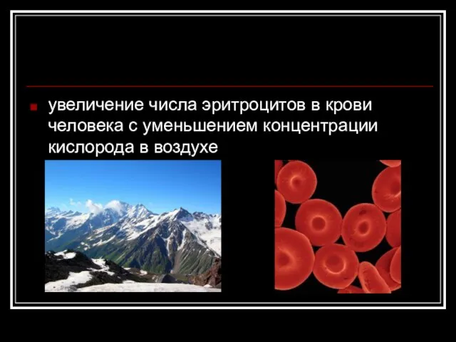 увеличение числа эритроцитов в крови человека с уменьшением концентрации кислорода в воздухе