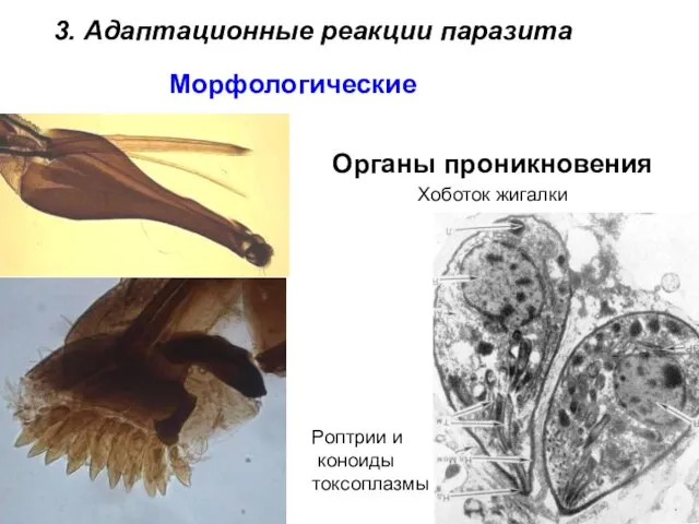 Органы проникновения Хоботок жигалки Роптрии и коноиды токсоплазмы 3. Адаптационные реакции паразита Морфологические