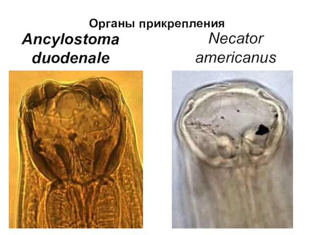 Органы прикрепления Ancylostoma duodenale Necator americanus