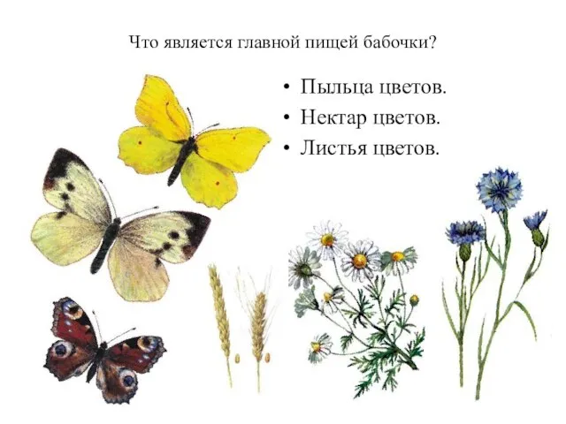 Что является главной пищей бабочки? Пыльца цветов. Нектар цветов. Листья цветов.