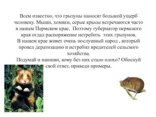 Всем известно, что грызуны наносят большой ущерб человеку. Мыши, хомяки, серые крысы