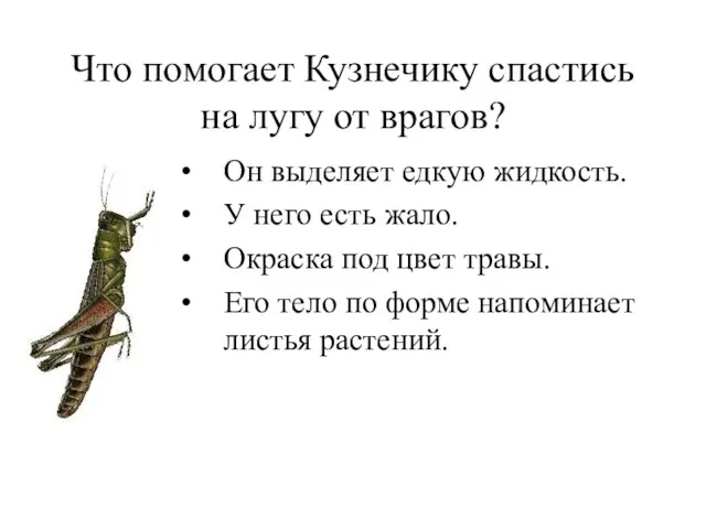 Что помогает Кузнечику спастись на лугу от врагов? Он выделяет едкую жидкость.