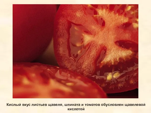 Кислый вкус листьев щавеля, шпината и томатов обусловлен щавелевой кислотой