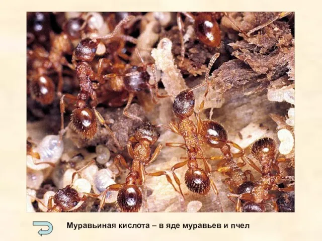 Муравьиная кислота – в яде муравьев и пчел