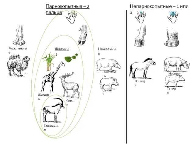 Парнокопытные – 2 пальца Непарнокопытные – 1 или 3 Мозоленогие Нежвачные Жвачные