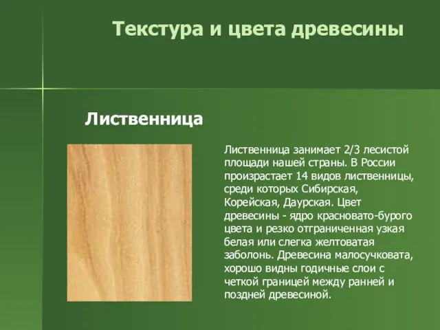 Текстура и цвета древесины Лиственница занимает 2/3 лесистой площади нашей страны. В