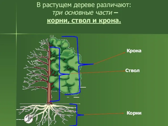 В растущем дереве различают: три основные части – корни, ствол и крона. Крона Ствол Корни
