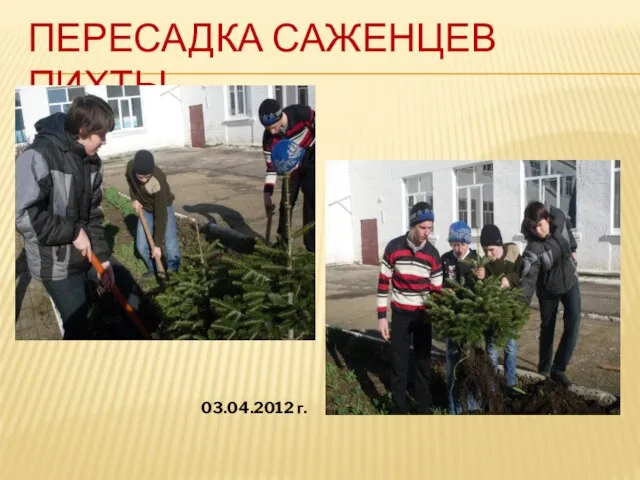 ПЕРЕСАДКА САЖЕНЦЕВ ПИХТЫ. 03.04.2012 г.