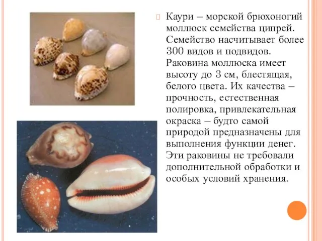Каури – морской брюхоногий моллюск семейства ципрей. Семейство насчитывает более 300 видов