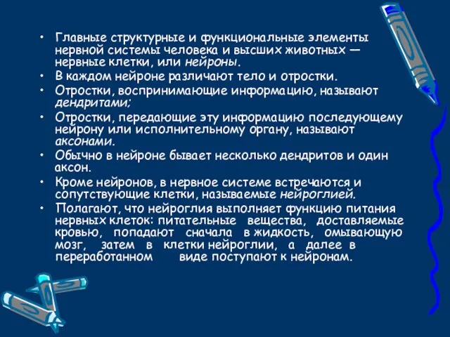 Главные структурные и функциональные элементы нервной системы человека и высших животных —