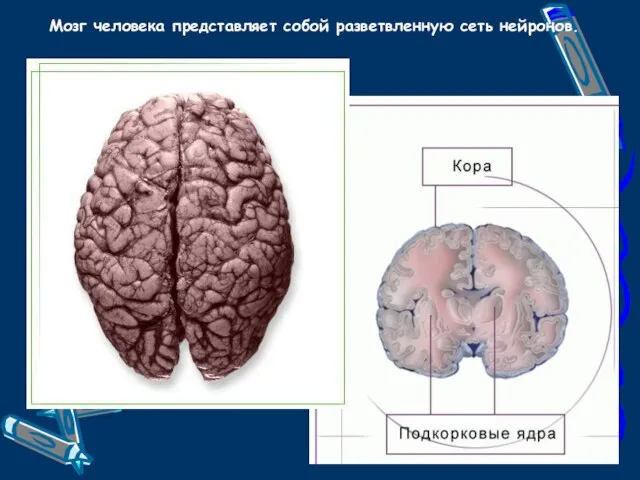 Мозг человека представляет собой разветвленную сеть нейронов.