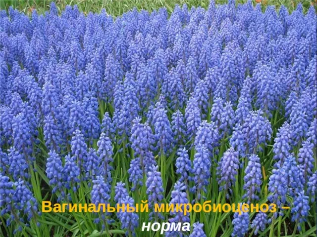 Вагинальный микробиоценоз – норма