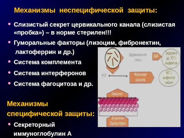 Механизмы неспецифической защиты: Слизистый секрет цервикального канала (слизистая «пробка») – в норме