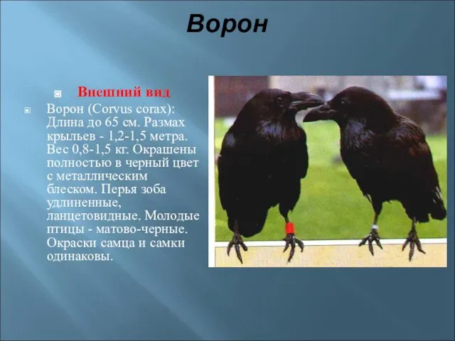 Ворон Внешний вид Ворон (Corvus corax): Длина до 65 см. Размах крыльев