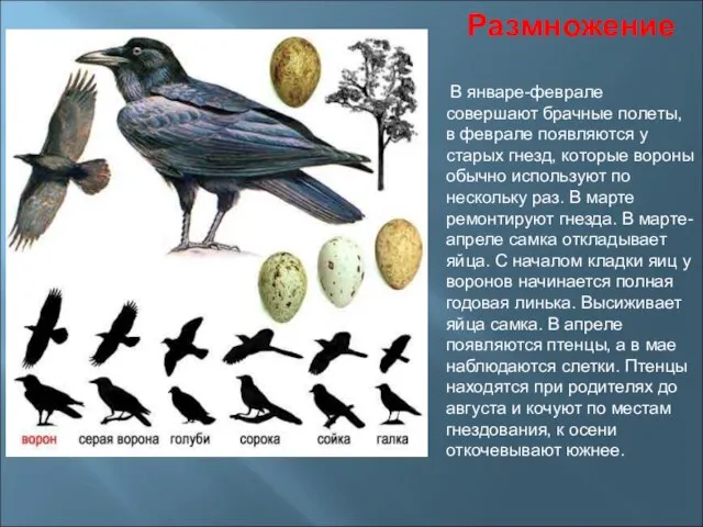 Размножение В январе-феврале совершают брачные полеты, в феврале появляются у старых гнезд,