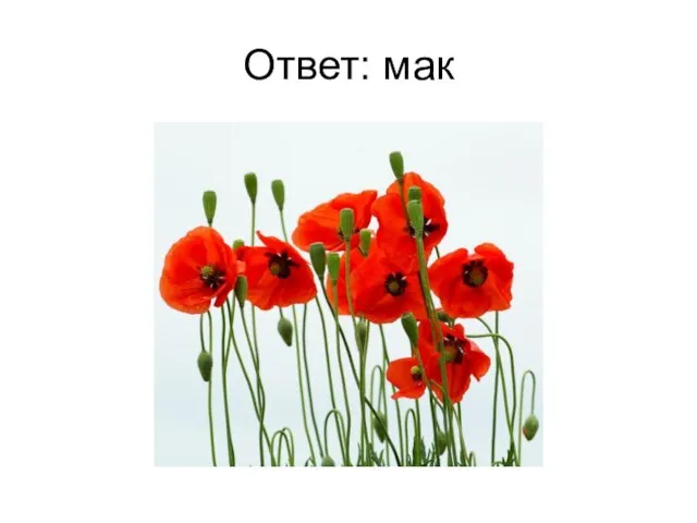 Ответ: мак