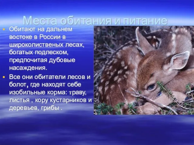 Места обитания и питание Обитают на дальнем востоке в России в широколиственых