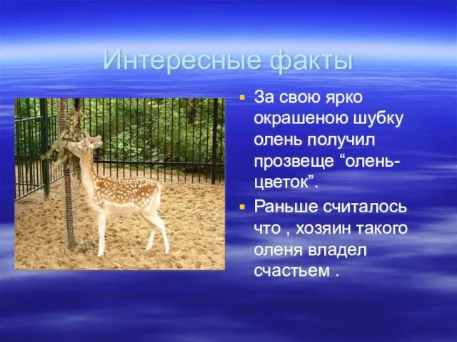 Интересные факты За свою ярко окрашеною шубку олень получил прозвеще “олень-цветок”. Раньше