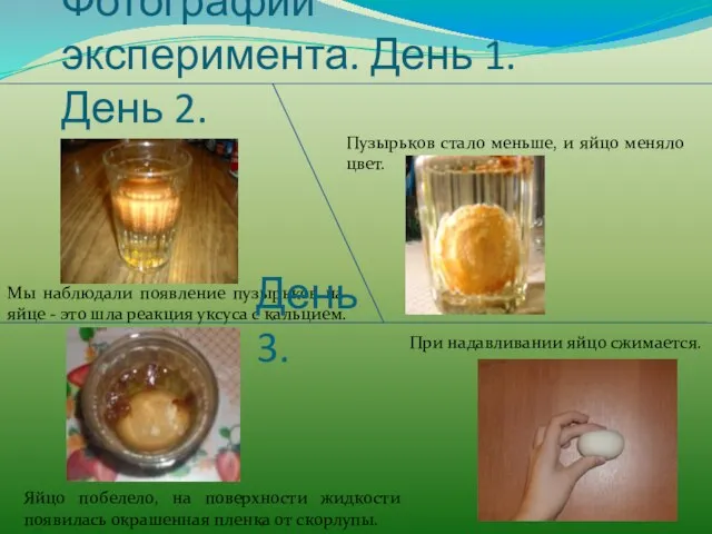 Фотографии эксперимента. День 1. День 2. Мы наблюдали появление пузырьков на яйце